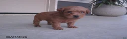 Yorkiepoo dogs for sale: George - Ad 11