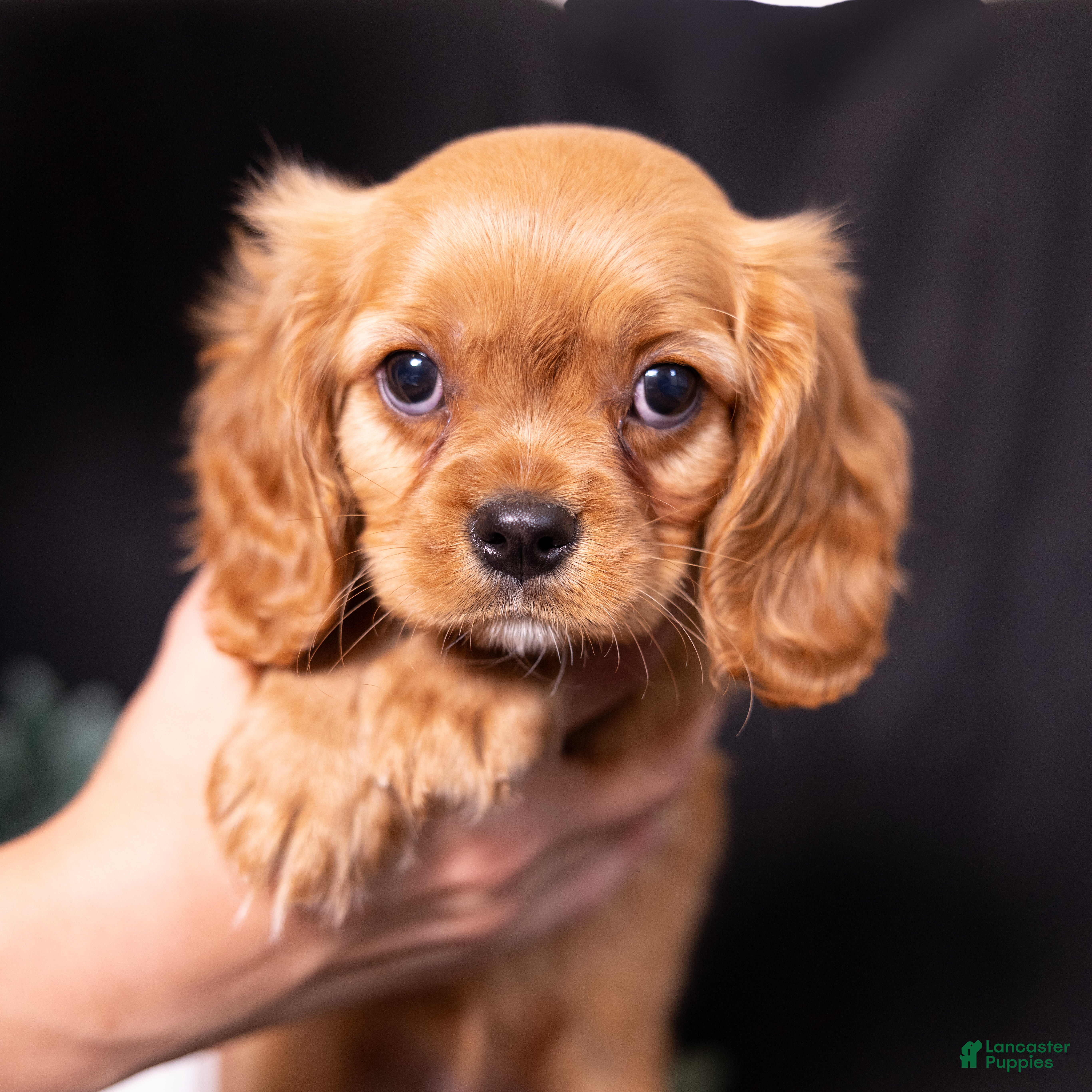 Cavalier King Charles Spaniel dogs Zephyr - Ad 1