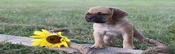 Puggle dogs for sale: Allie - Ad 3