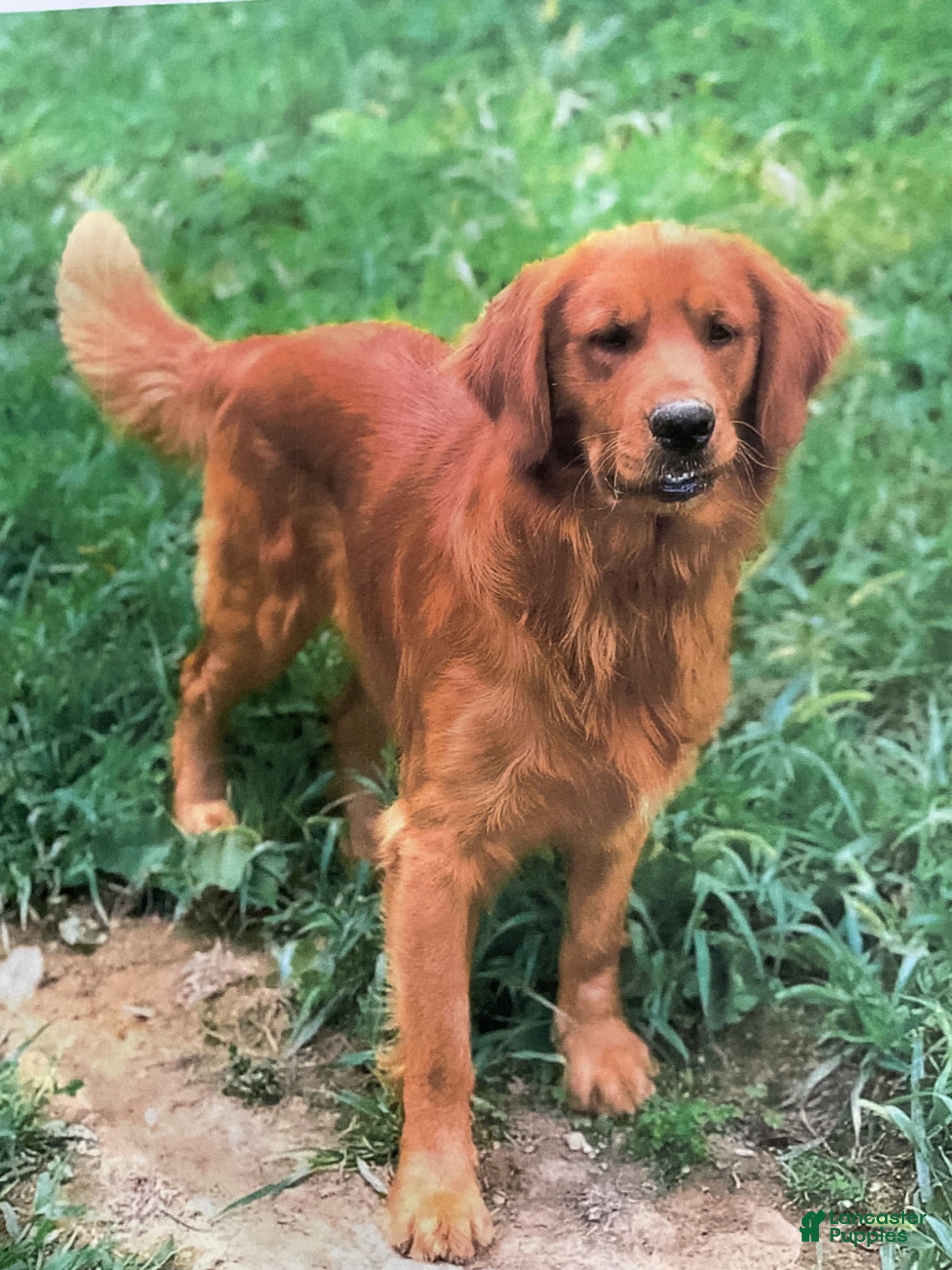 Golden Retriever dogs Winston 8246 - Ad 2