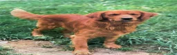 Golden Retriever dogs for sale: Jasper 8243 - Ad 5