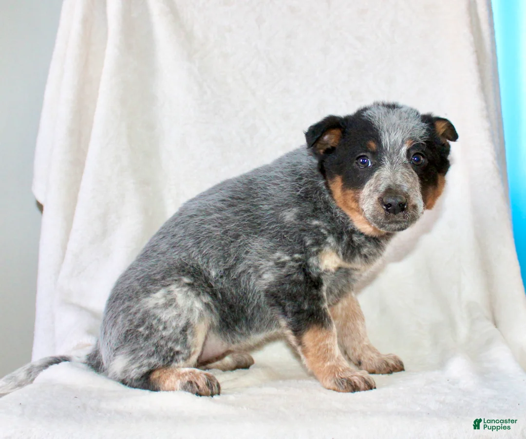 Australian Cattle Dog dogs for sale: Roxy  - Ad 6