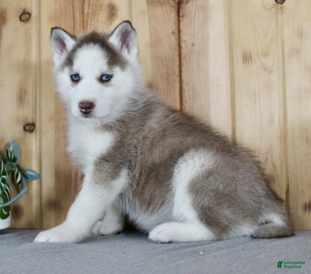 Siberian Husky dogs for sale: Kiki - Ad 3