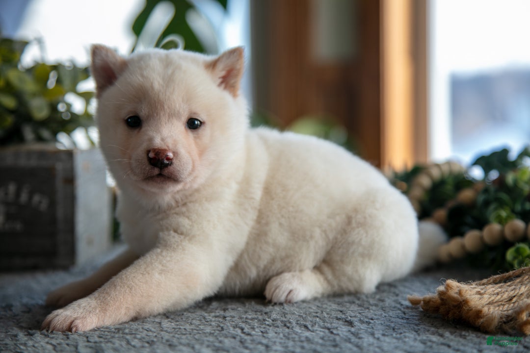 Shiba Inu dogs for sale: Marshmallow - Ad 2