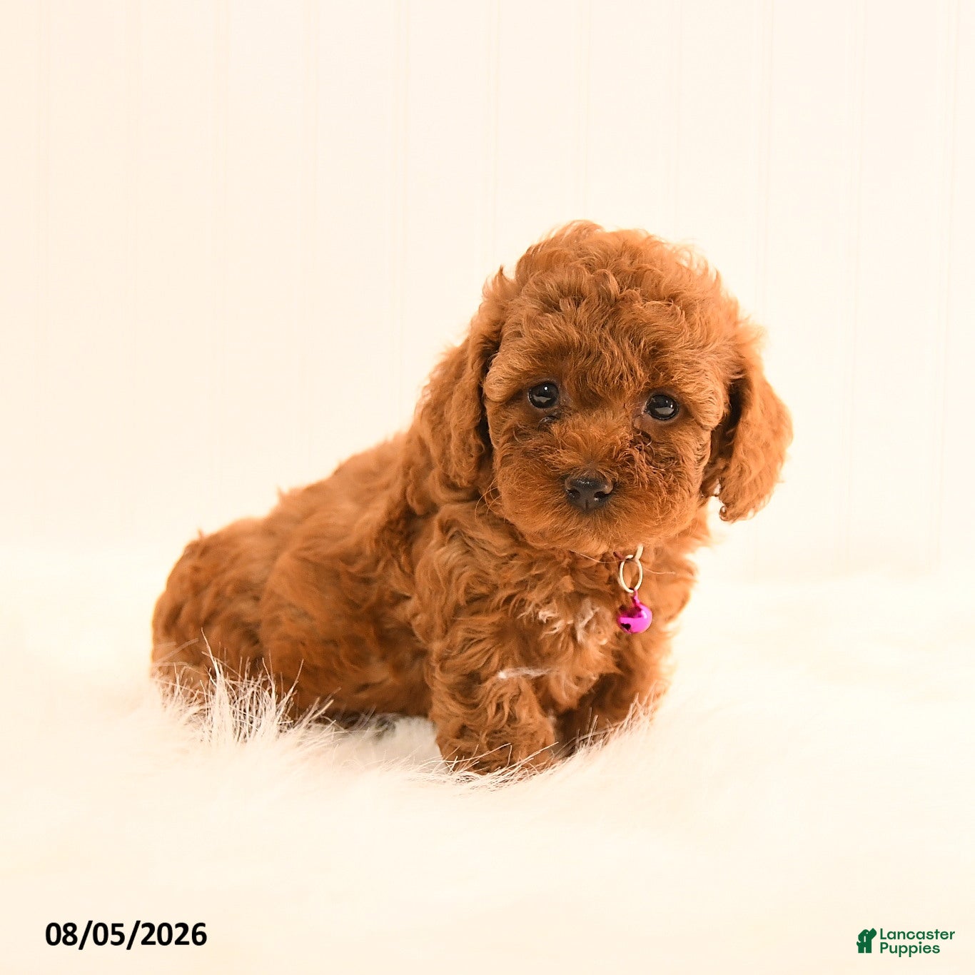 Cavapoo dogs Iris - Ad 1