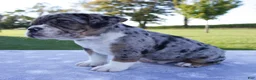 Beabull dogs for sale: Archer - Ad 3