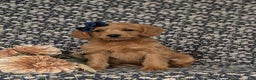 Labradoodle dogs for sale: Aimee Hypoallergenic - Ad 2