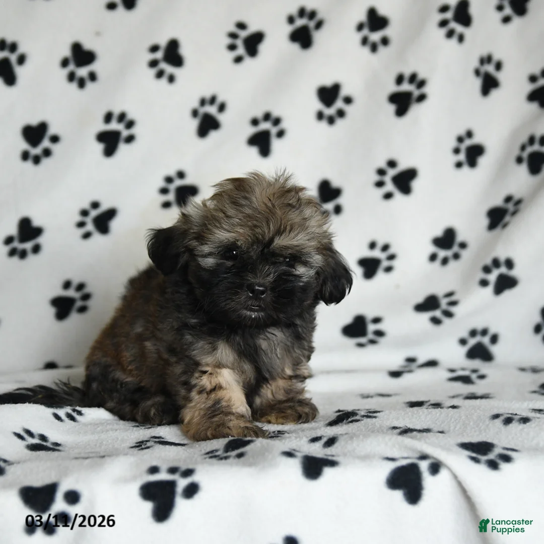 Shih Tzu dogs for sale: Zane - Ad 5