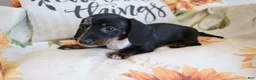 Miniature Dachshund dogs for sale: Dixie - Ad 6