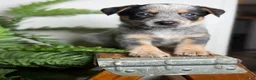 Australian Cattle Dog dogs for sale: Bodie - Ad 1