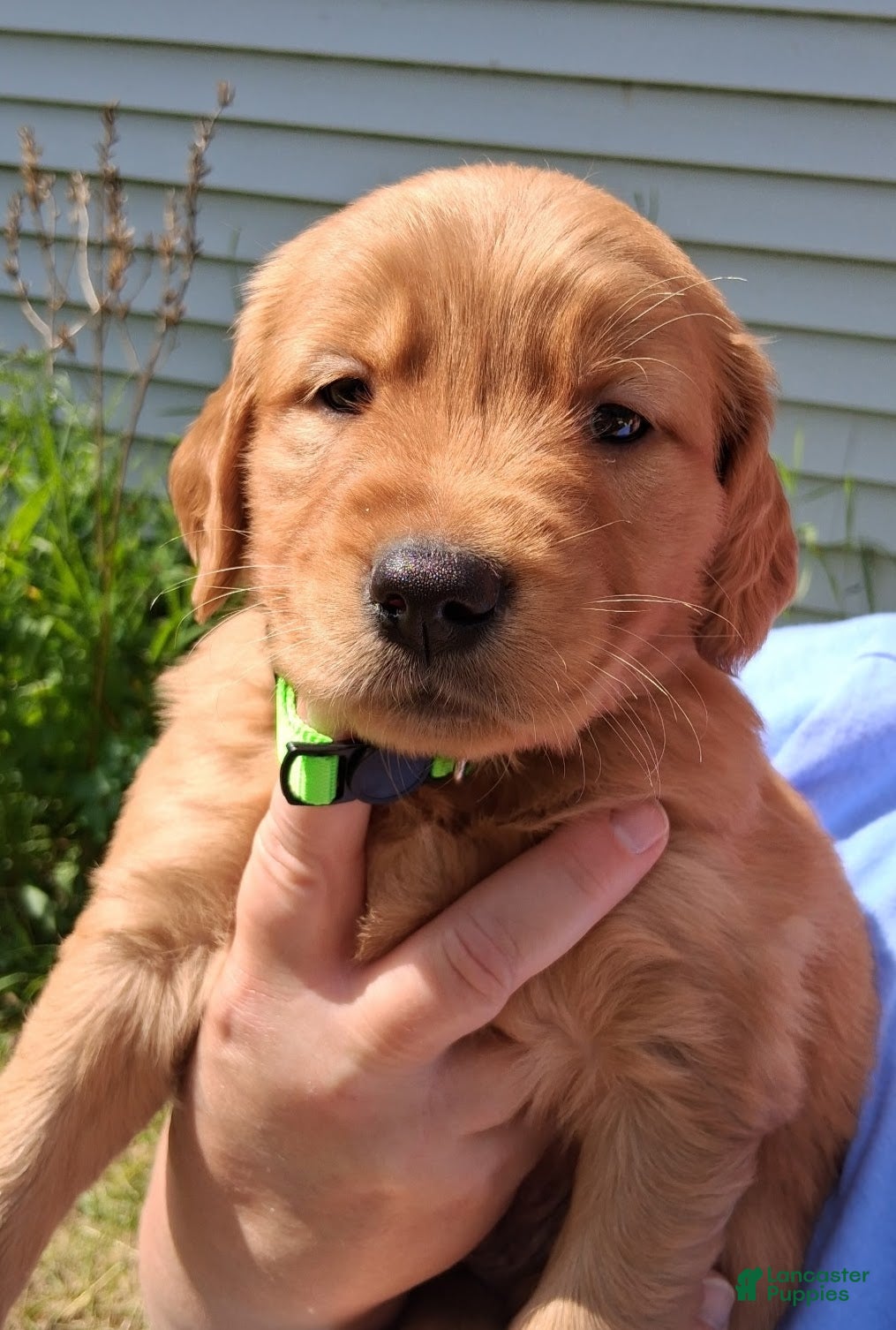 Golden Retriever dogs Golden Retriever 3 - Tide - Ad 1