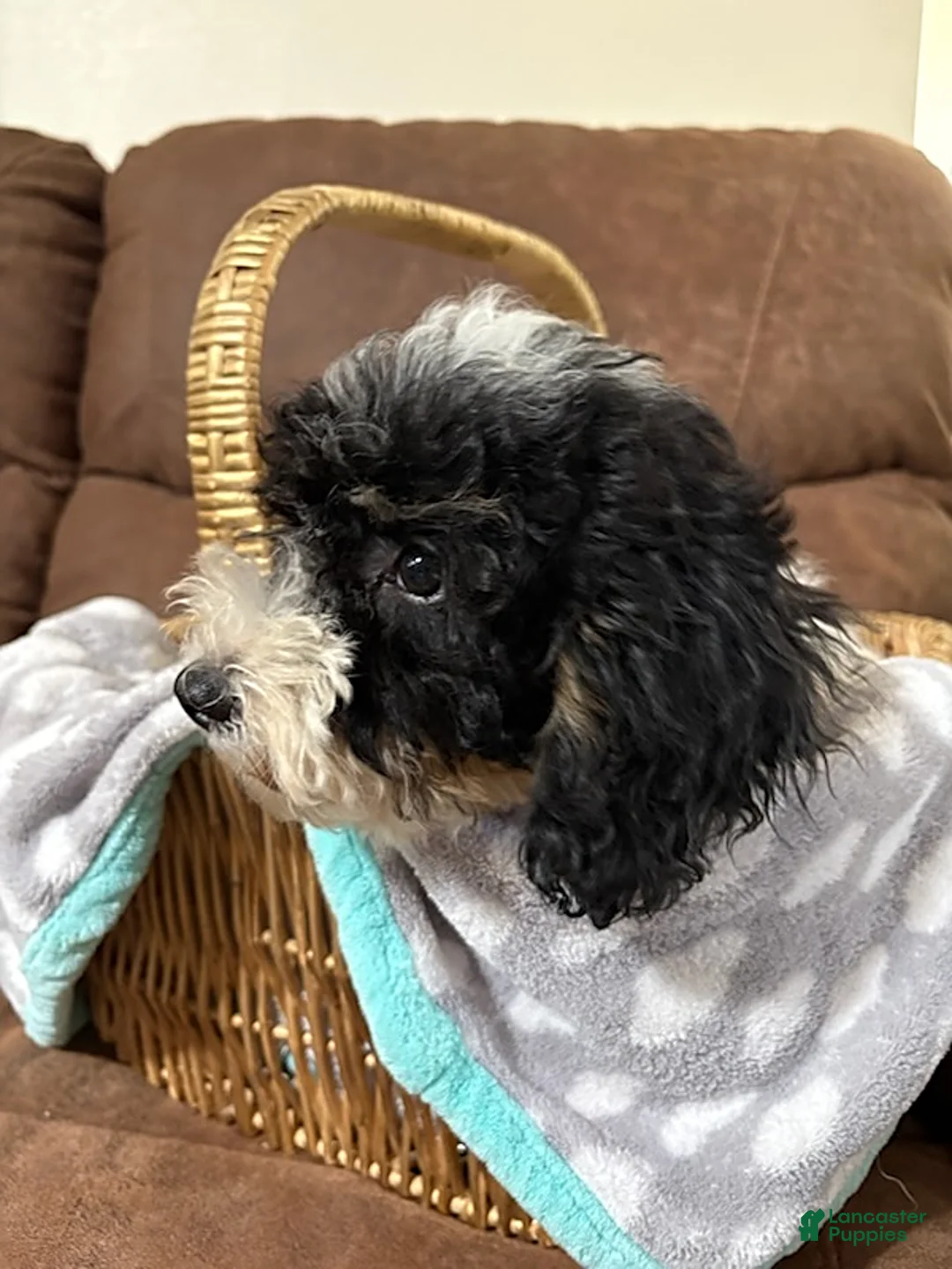 Cavapoochon dogs for sale: Alex - Ad 6