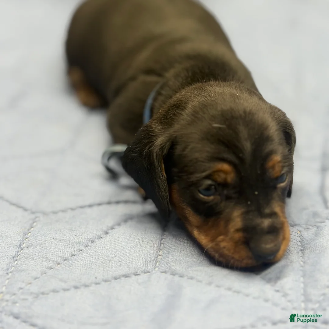 Miniature Dachshund dogs for sale: Maverick - Ad 1