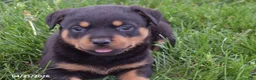 Rottweiler dogs for sale: Shadow - Ad 6