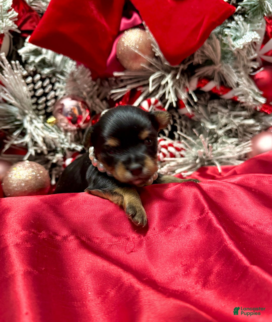 Yorkshire Terrier dogs for sale: Primavera - Ad 13