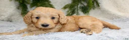 Mini Goldendoodle dogs for sale: Mini Goldendoodle Puppy 1 - Ad 1