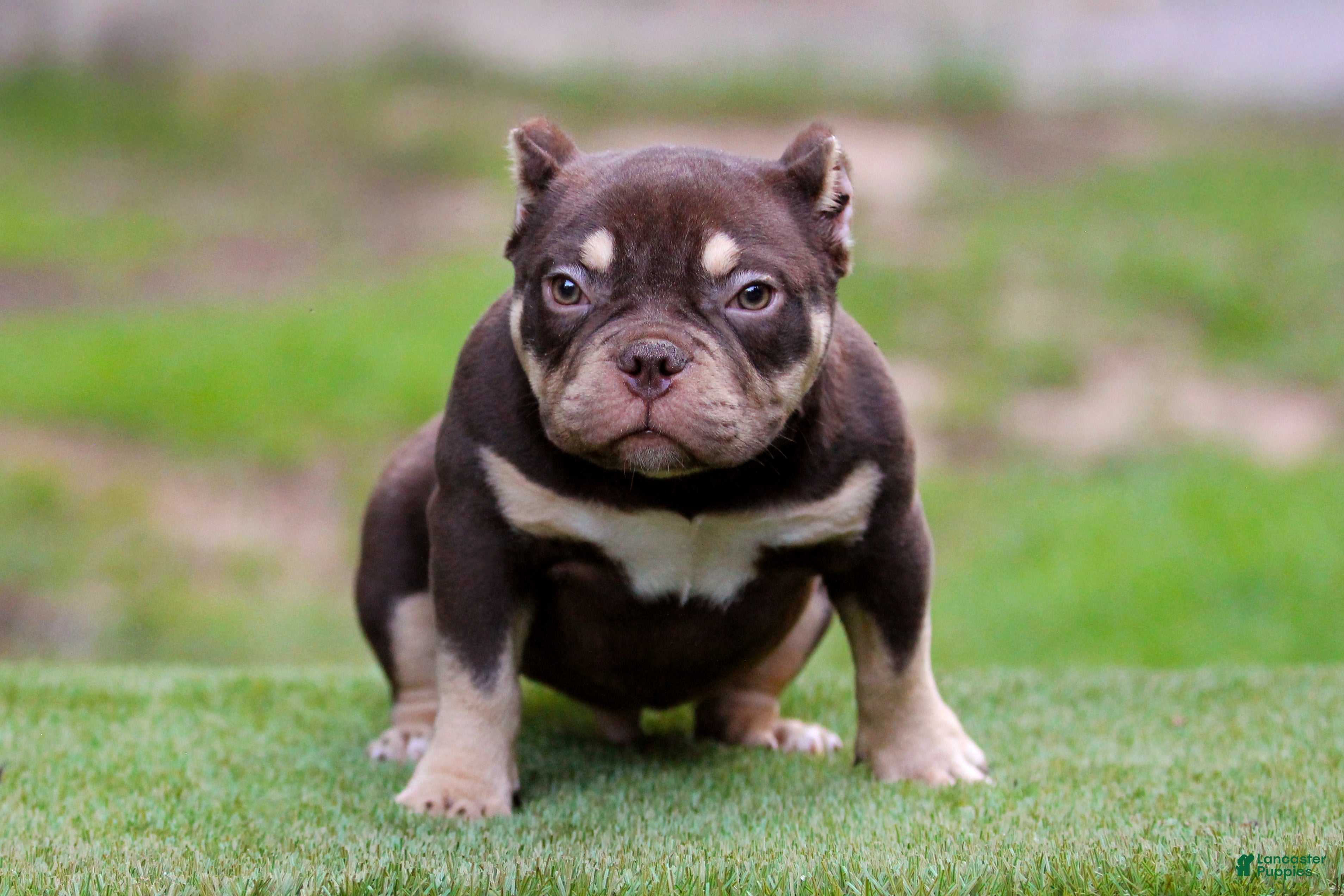 American Bully dogs Chocolate Tri Yogi Son - Ad 2