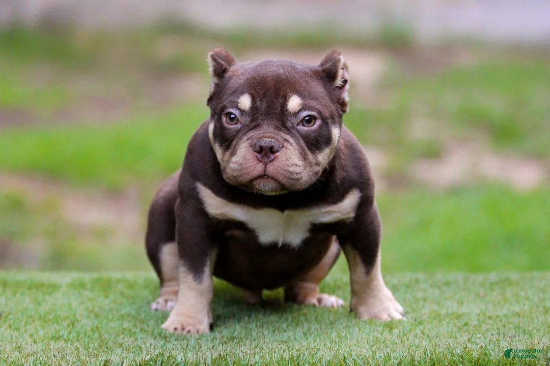 American Bully dogs for sale: Chocolate Tri Yogi Son - Ad 2