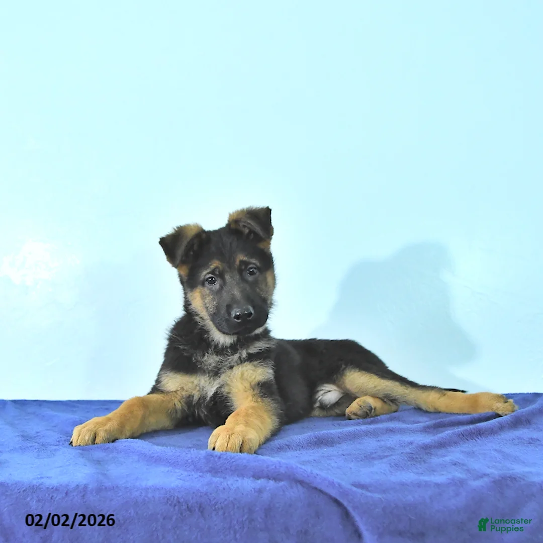 German Shepherd dogs for sale: Romer - Ad 1