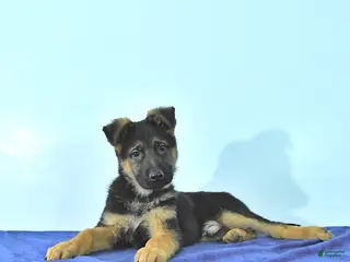 German Shepherd dogs Romer - Ad 33