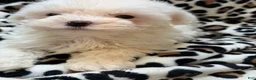 Maltipoo dogs for sale: Twilight  - Ad 7