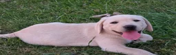 Labrador Retriever dogs for sale: Meet Your New Best Friend! Beautiful Yellow Male Labrador Retriever Puppies Available 💛 - Ad 39