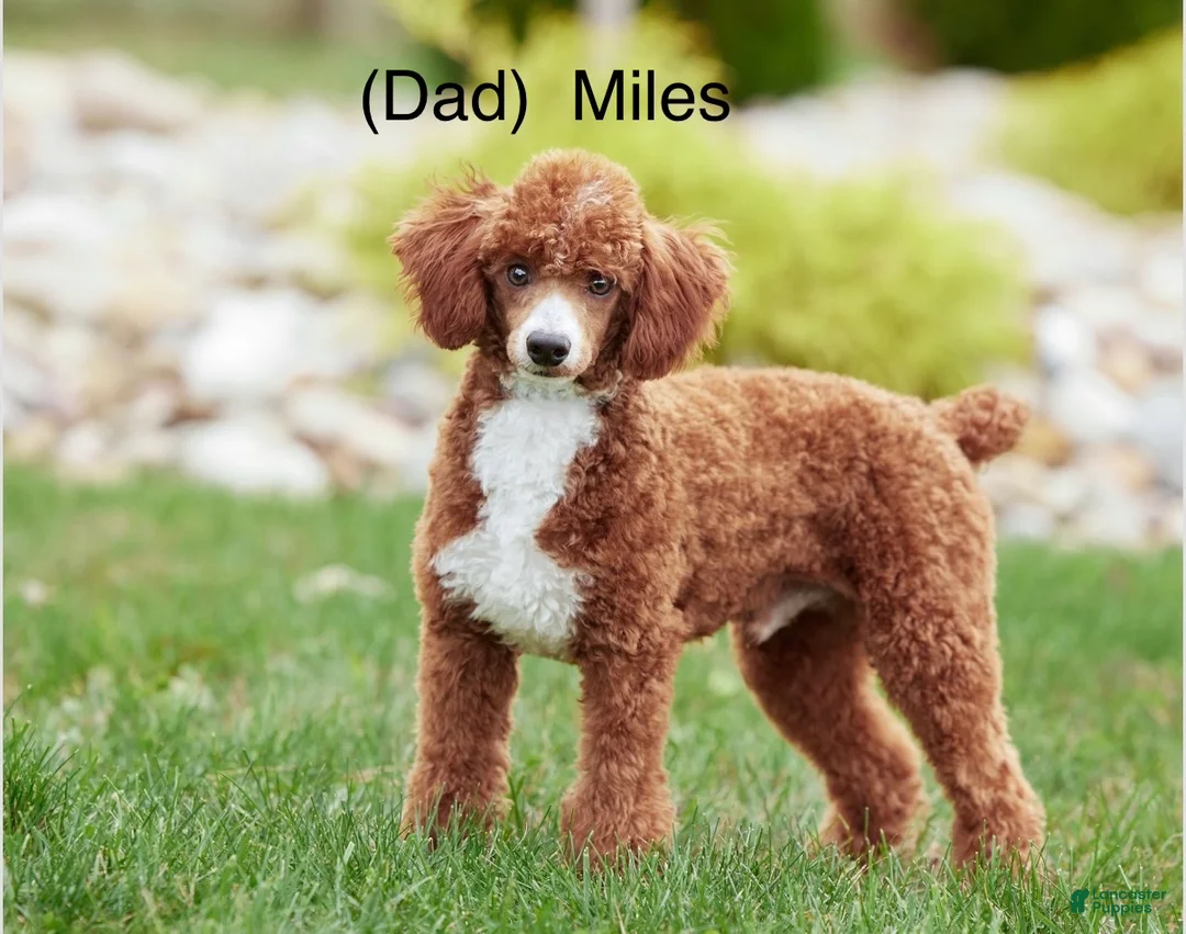 Mini Bernedoodle dogs for sale: 🐶 Bear - Ad 10