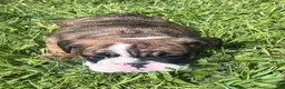 English Bulldog dogs for sale: Stella - Ad 5