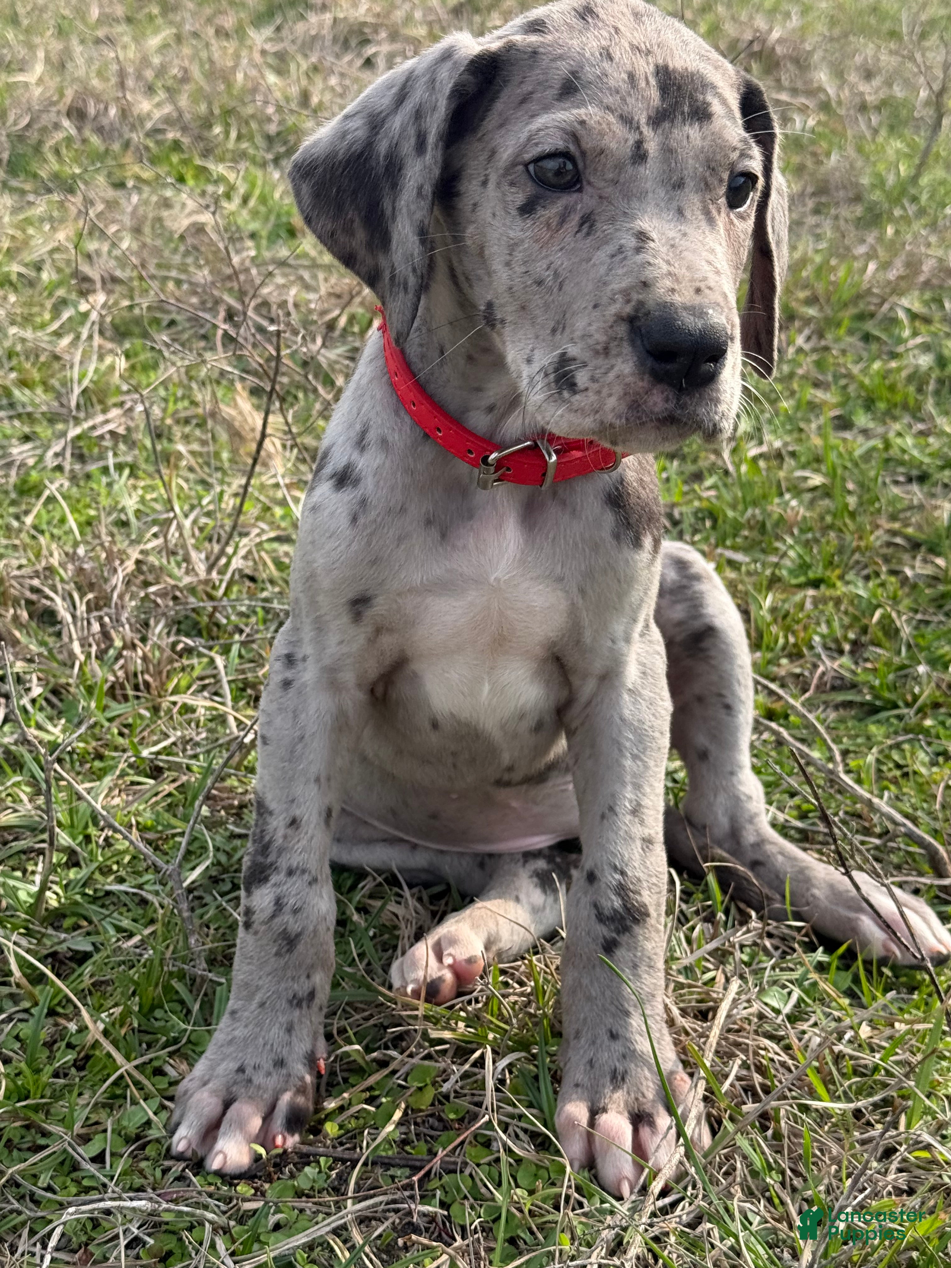 Great Dane dogs Dallas - Ad 2