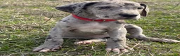 Great Dane dogs for sale: Dallas - Ad 2