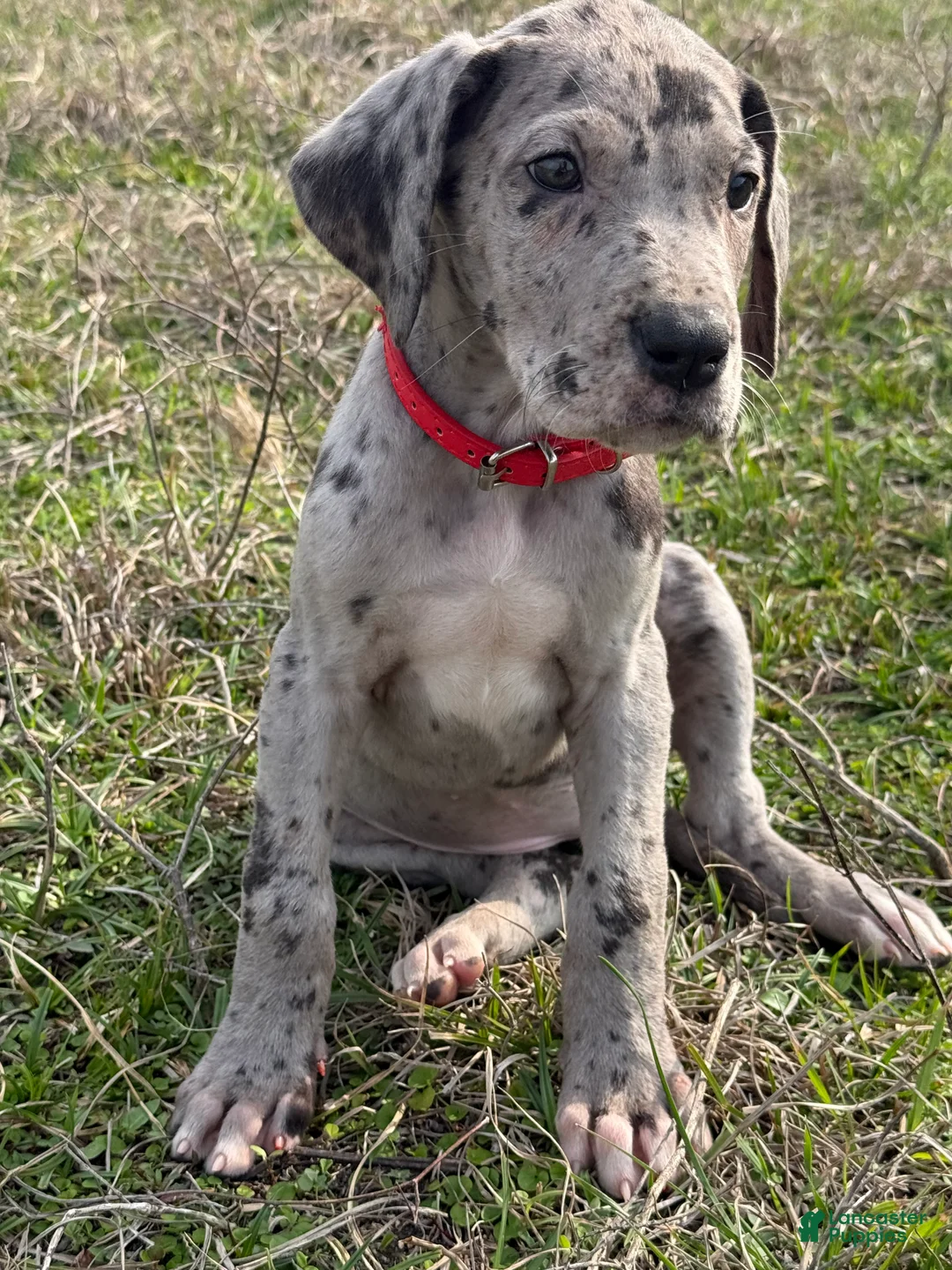 Great Dane dogs for sale: Dallas - Ad 2