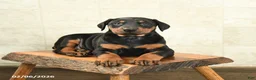 Doberman Pinscher dogs for sale: Flora   - Ad 3