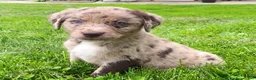 Mixed Breed dogs for sale: Rocko - Ad 1