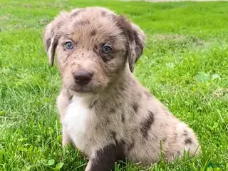 Mixed Breed dogs for sale: Rocko - Ad 2