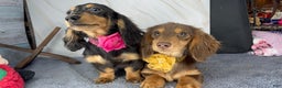 Miniature Dachshund dogs for sale: Import champion blood - Ad 25