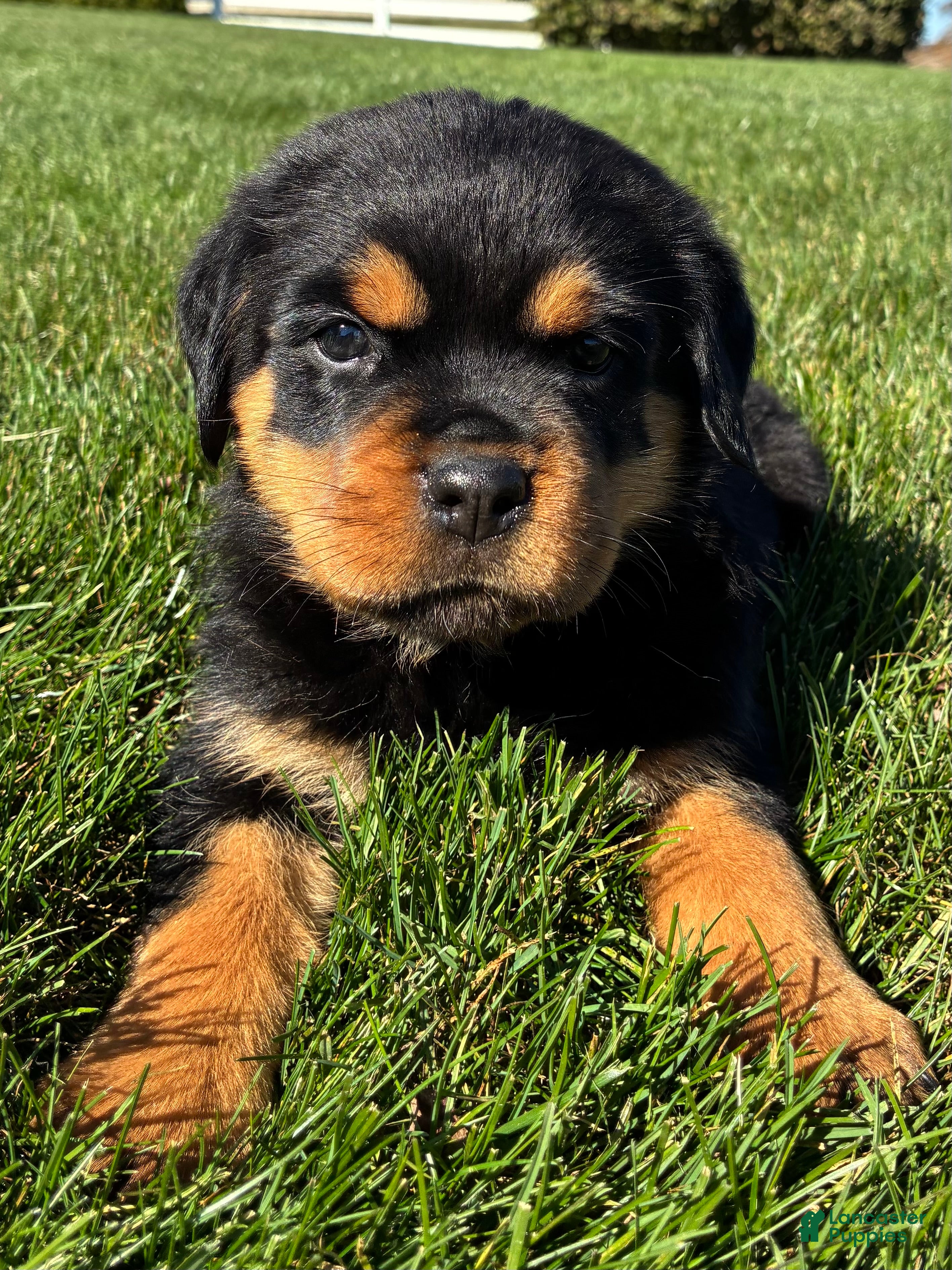 Rottweiler dogs for sale: Raven - Ad 2