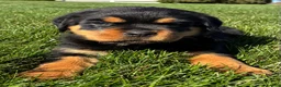 Rottweiler dogs for sale: Raven - Ad 2