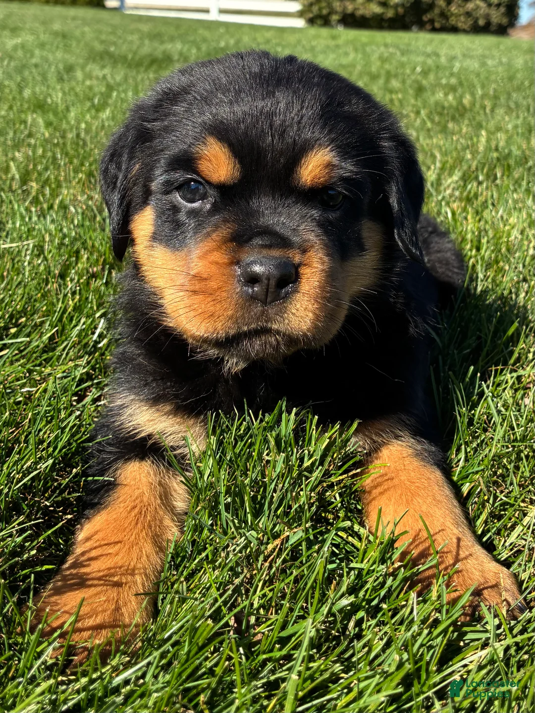 Rottweiler dogs for sale: Raven - Ad 2