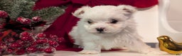 Maltese dogs for sale: King - Ad 12