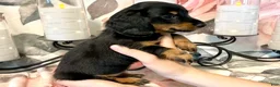 Miniature Dachshund dogs for sale: Jazzy - Tiny - Ad 6