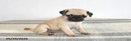 Pug dogs for sale: Emily - Ad 3