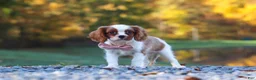Cavalier King Charles Spaniel dogs for sale: Kylie - Ad 7