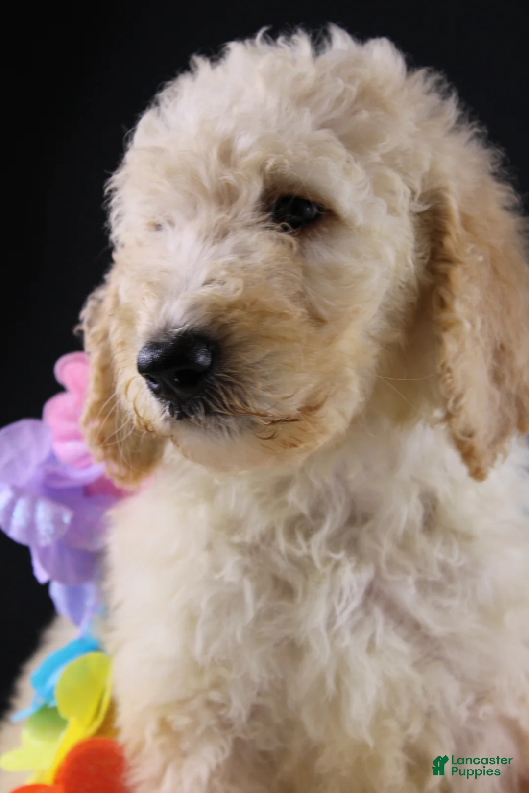 Standard Poodle dogs for sale: Dolly P - Ad 1