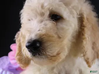 Standard Poodle dogs Dolly P - Ad 5