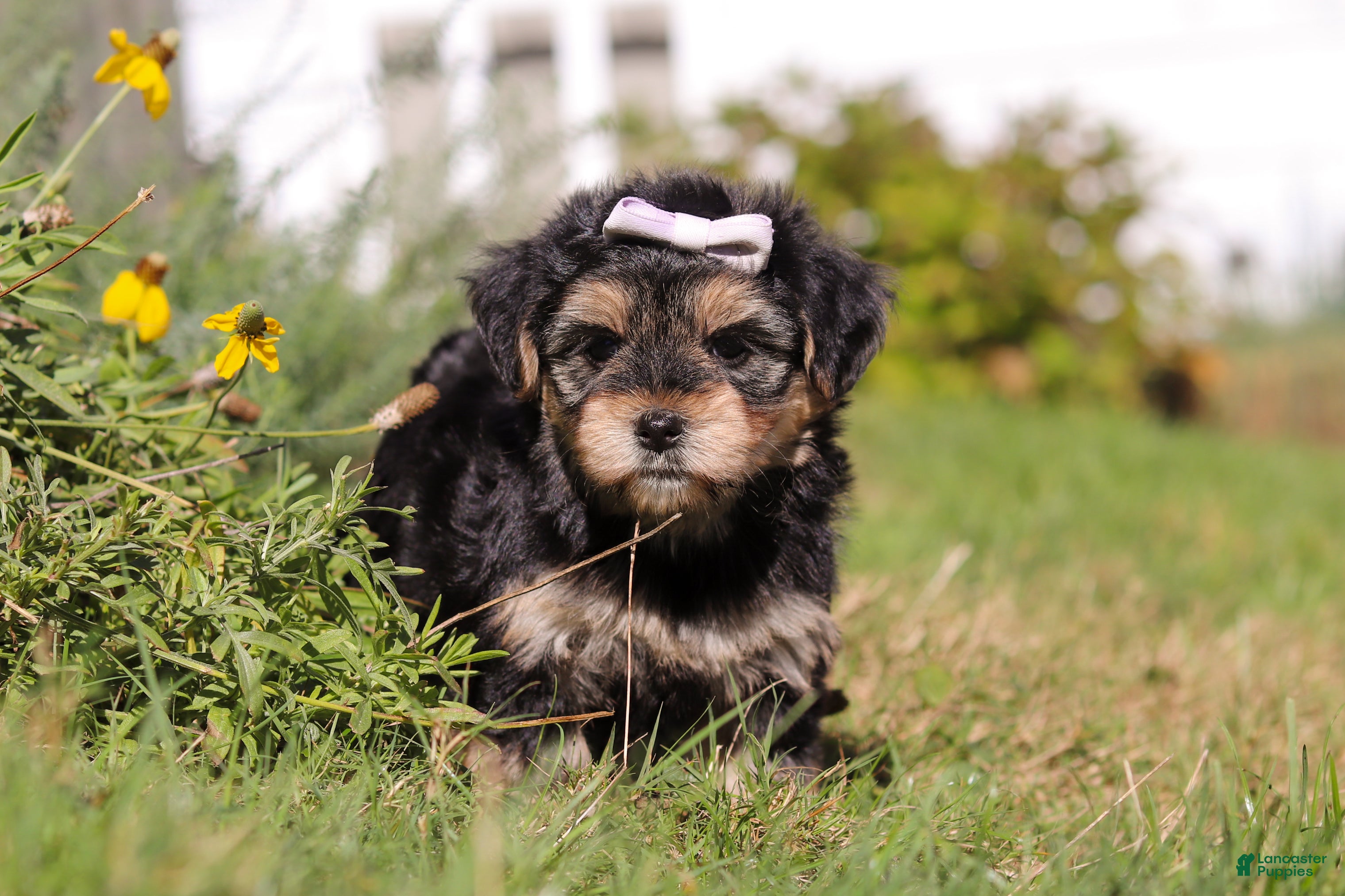 Adorable Morkie Puppies for sale Lancaster Puppies