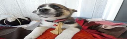 Australian Cattle Dog dogs for sale: Australian Cattle Dog 4 Patch - Ad 4