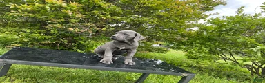 Cane Corso Puppy 5