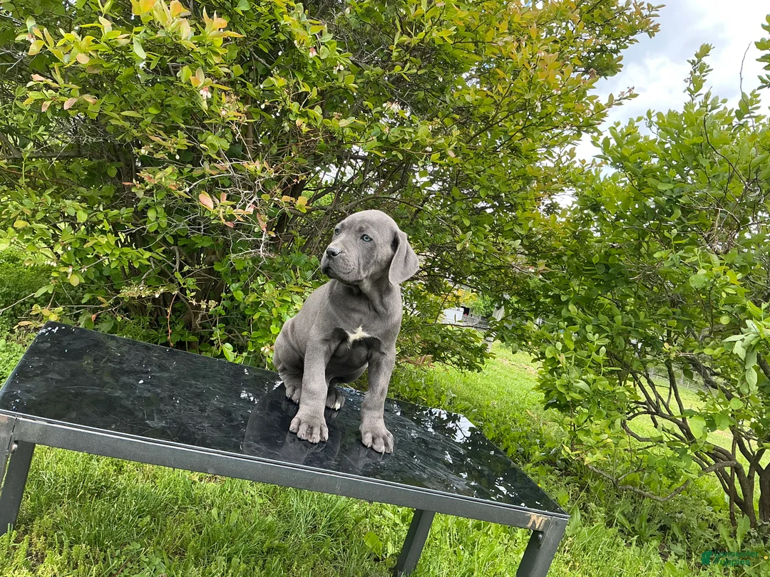 Cane Corso dogs for sale: Cane Corso Puppy 5 - Ad 1