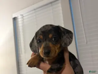 Miniature Dachshund dogs Miniature Dachshund Puppy 1 - Ad 2