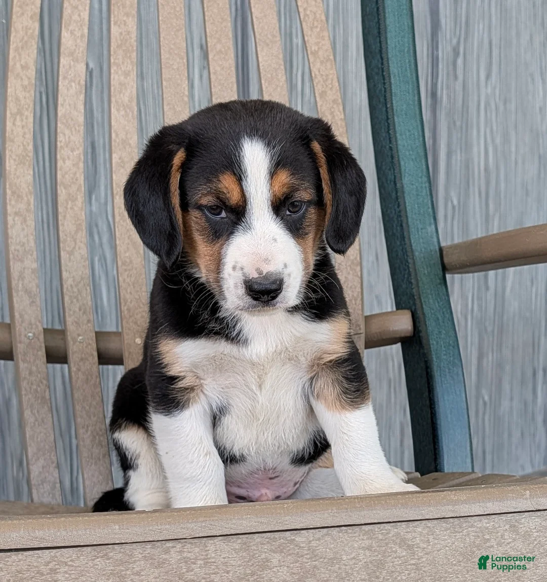 Mixed Breed dogs for sale: Bobby  - Ad 1